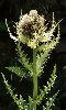 <em>Cirsium spinosissimum</em>